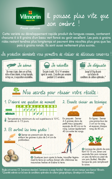 Légumes Secs - Pois Nain à Grain Ridé Kelvil - 20 m - MEDIA_PACKAGING_VERSO